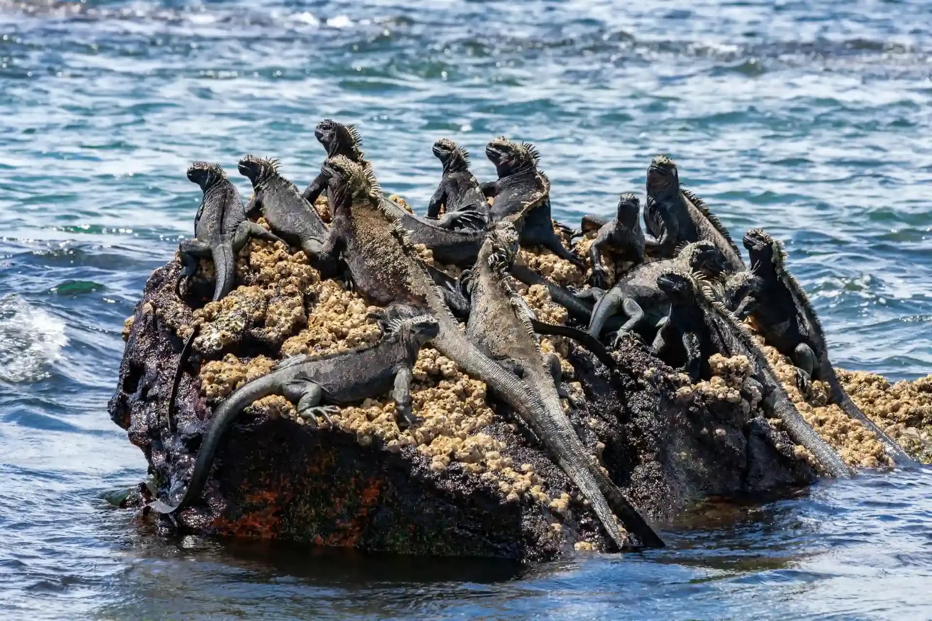 The Wildlife of the Galápagos Islands: A Nature Lover’s Paradise