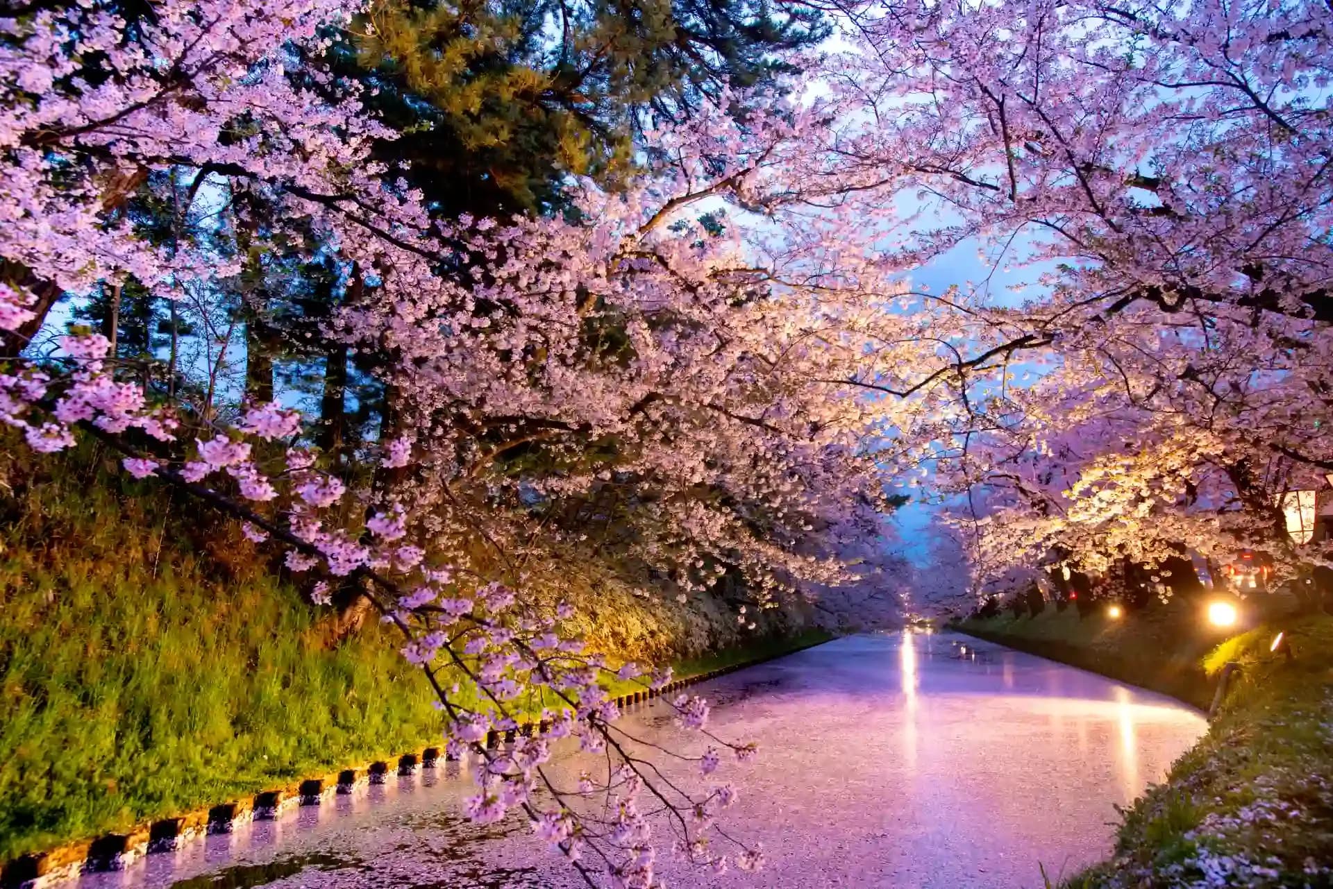 Witnessing the Beauty of Japan’s Cherry Blossom Festival