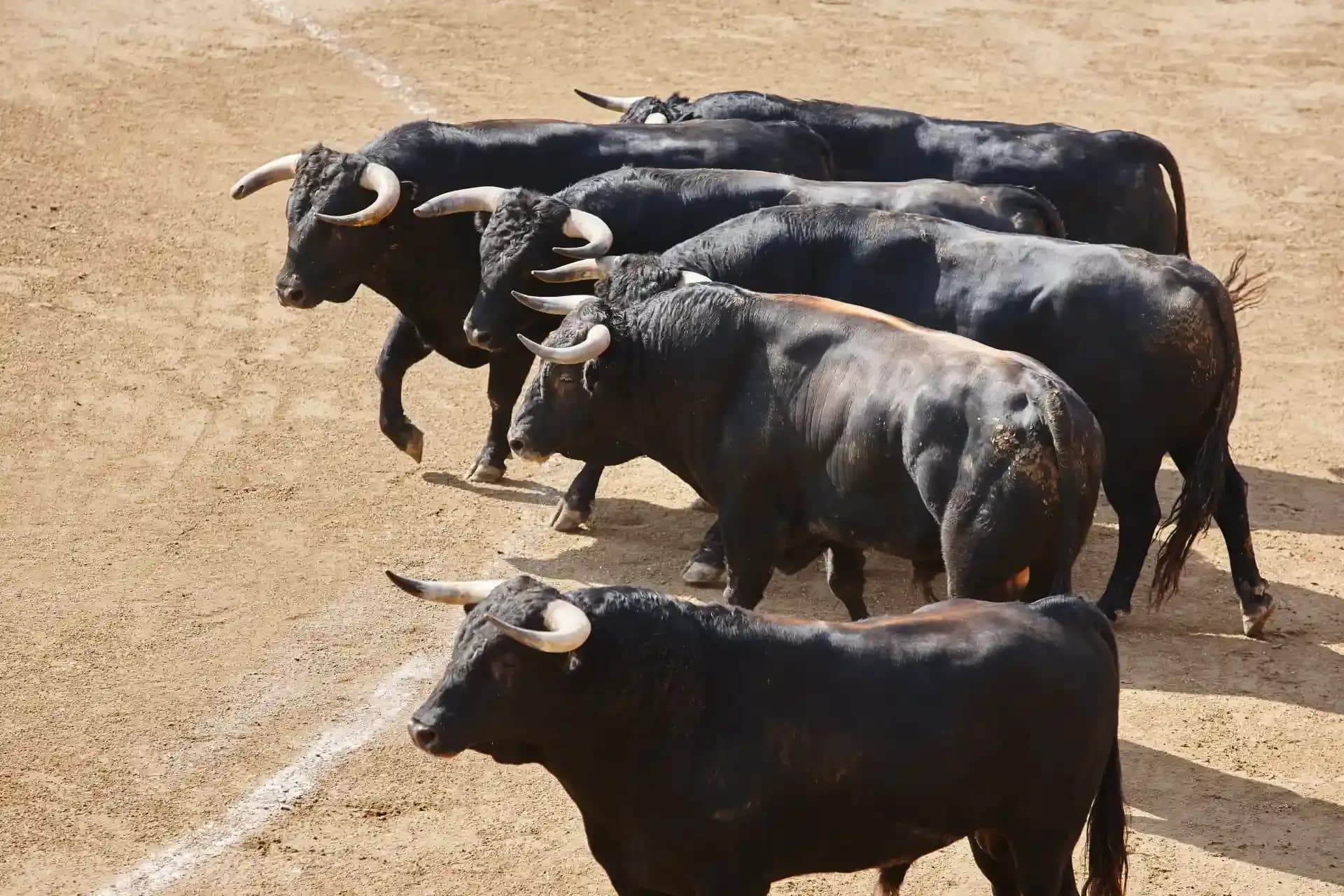 The Thrill of the Running of the Bulls in Pamplona, Spain
