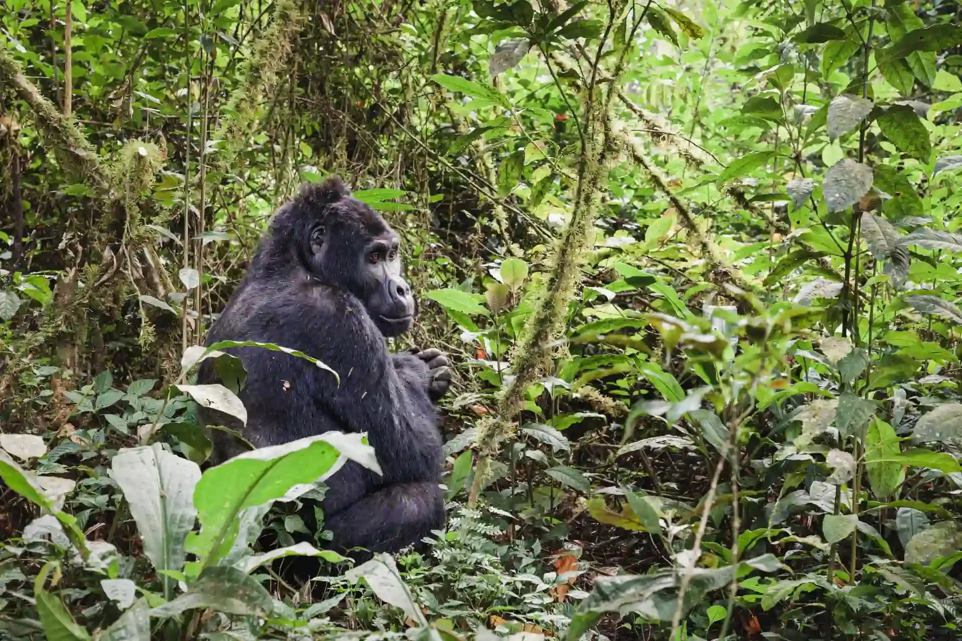 Ultimate Guide to Gorilla Trekking in Uganda: Discover Bwindi and Mgahinga’s Hidden Wonders