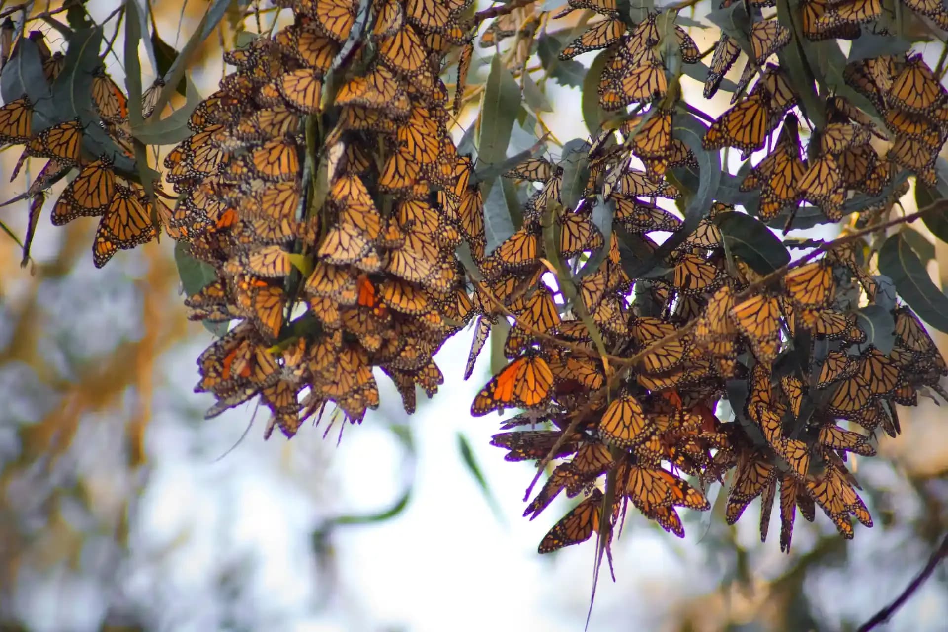 Butterfly Bliss: Discover the Magic of Monarch Migration in Mexico